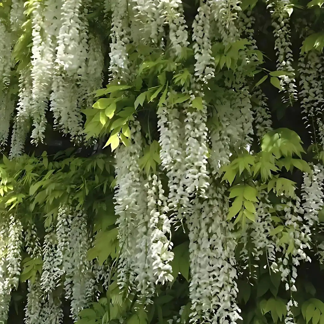 Wisteria Árbol Chino – Semillas Decorativas de Floración Colgante