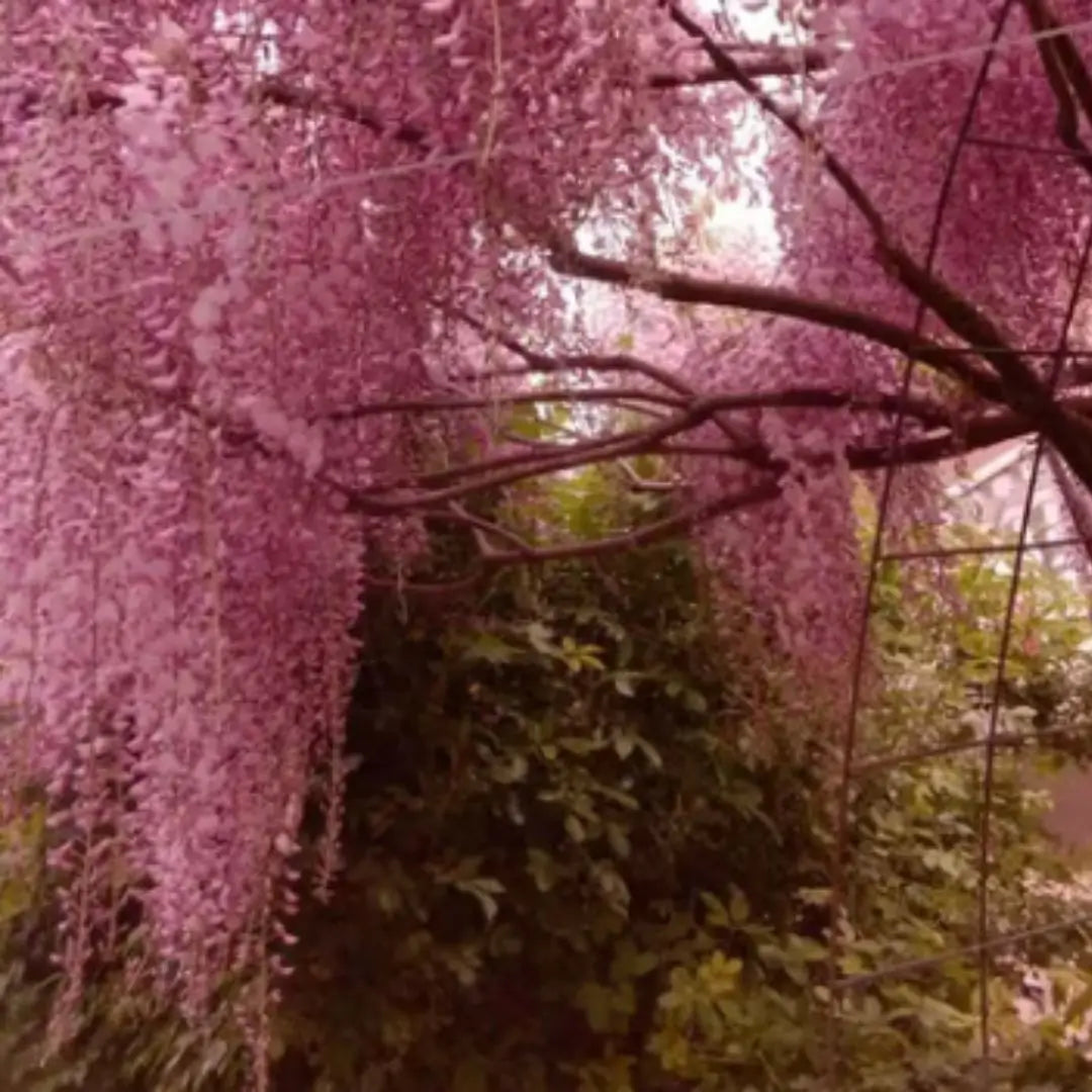 Wisteria Árbol Chino – Semillas Decorativas de Floración Colgante