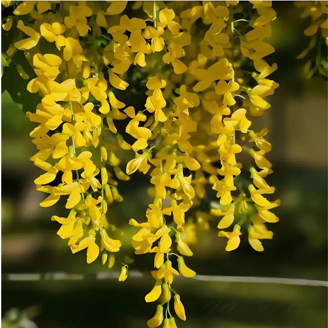 Wisteria Árbol Chino – Semillas Decorativas de Floración Colgante