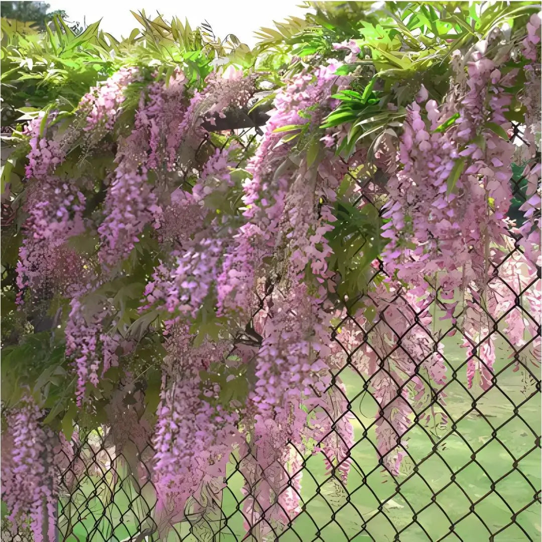 Wisteria Árbol Chino – Semillas Decorativas de Floración Colgante