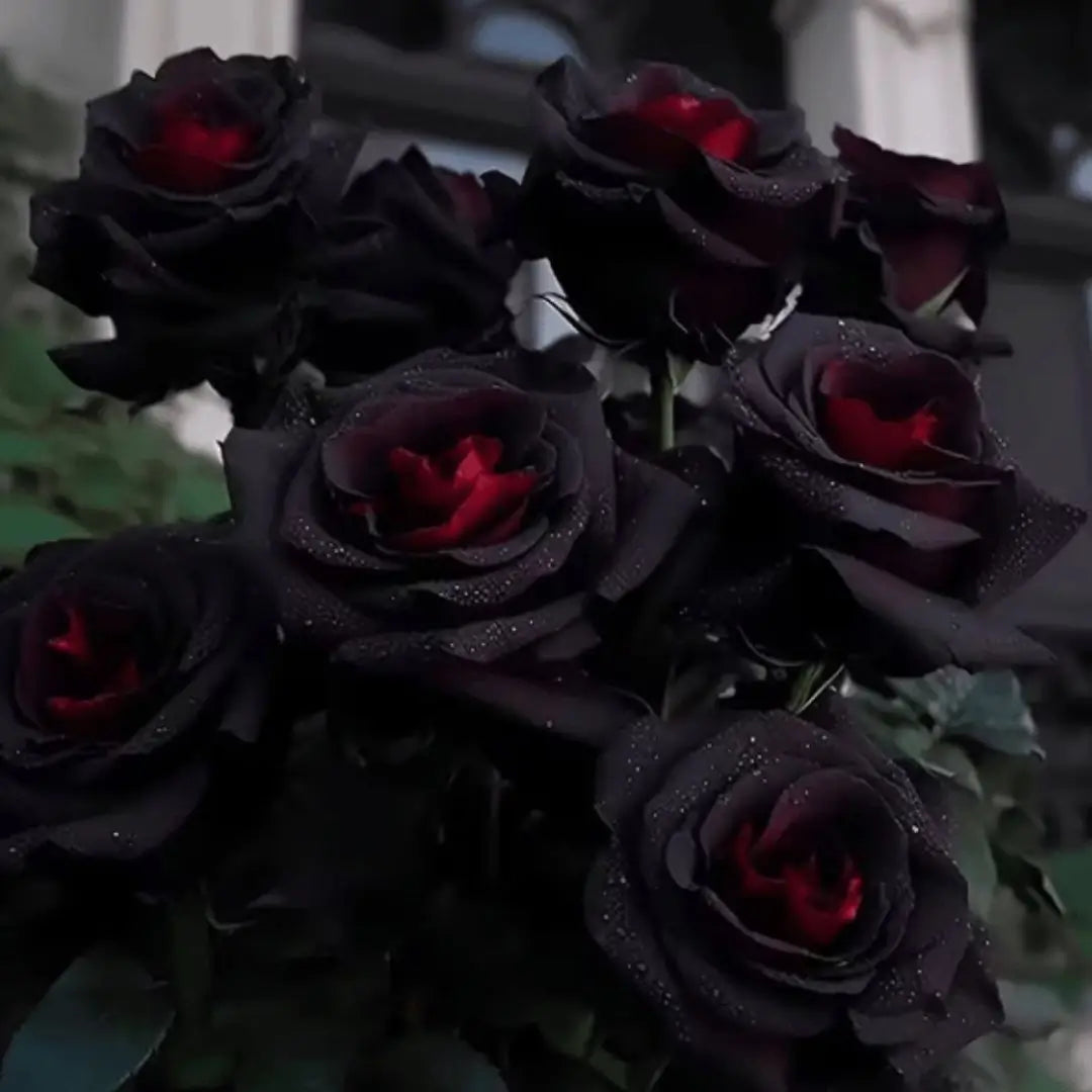 Semillas Exóticas de Rosa Roja y Negra