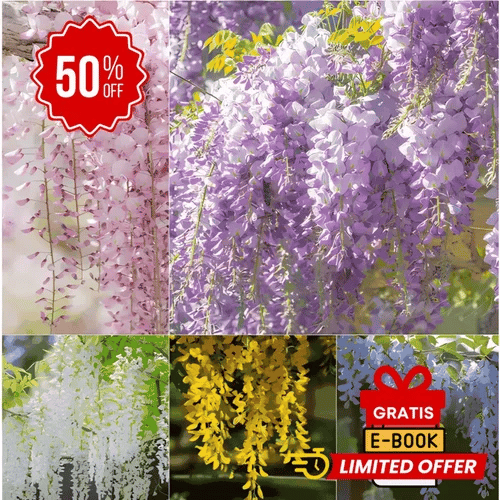 Wisteria Árbol Chino – Semillas Decorativas de Floración Colgante