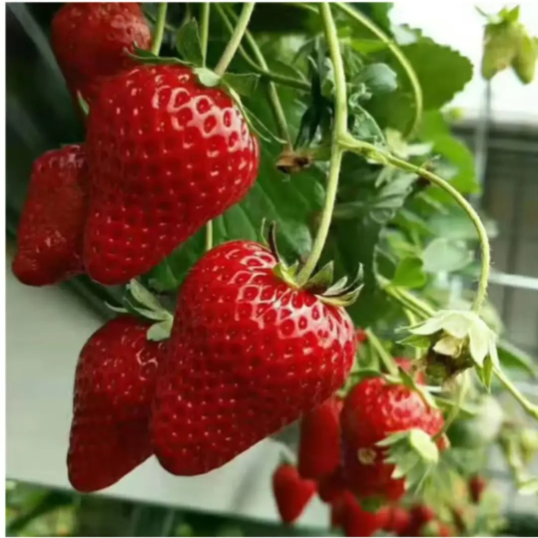 Semillas de fresa para todo el año