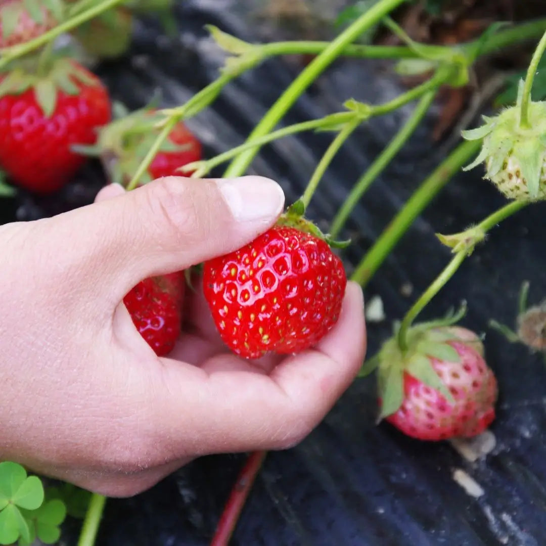 Semillas de fresa para todo el año