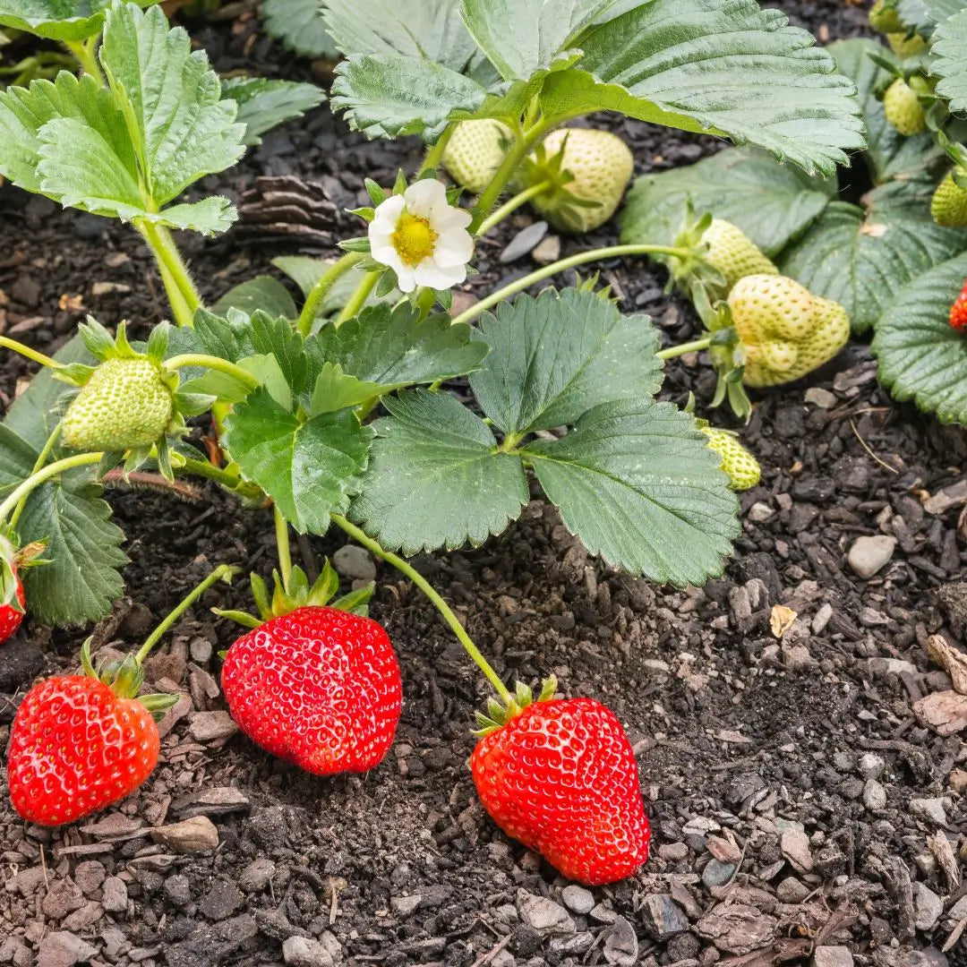 Semillas de fresa para todo el año