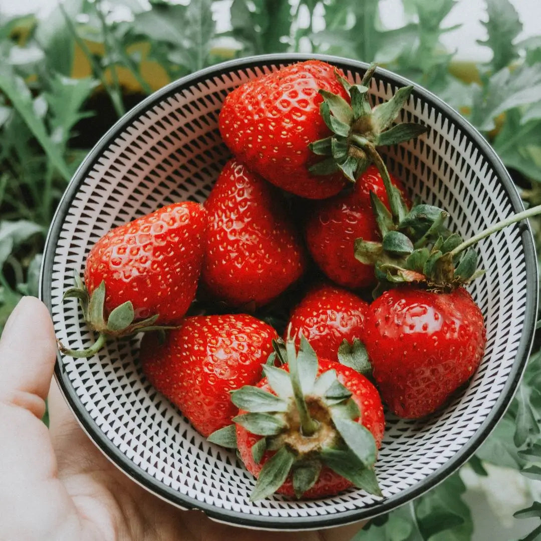 Semillas de fresa para todo el año