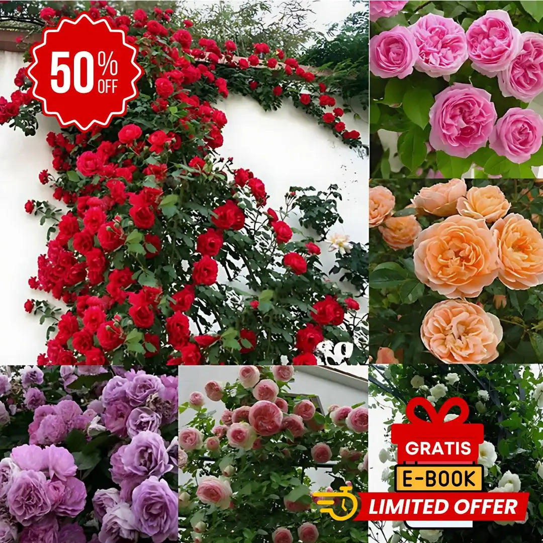 Semillas Rosas Mágicas Trepadoras ✨🌸