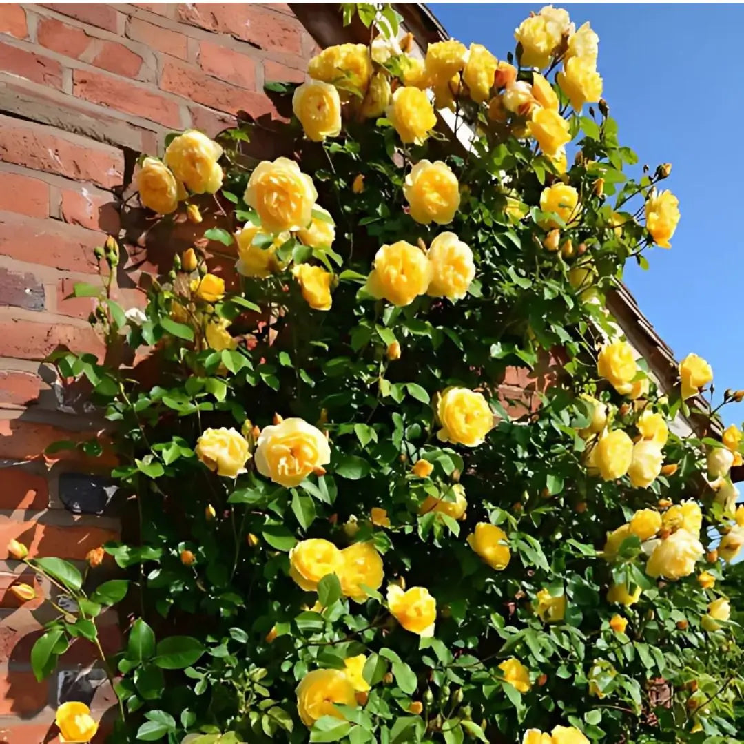 Semillas Rosas Mágicas Trepadoras ✨🌸