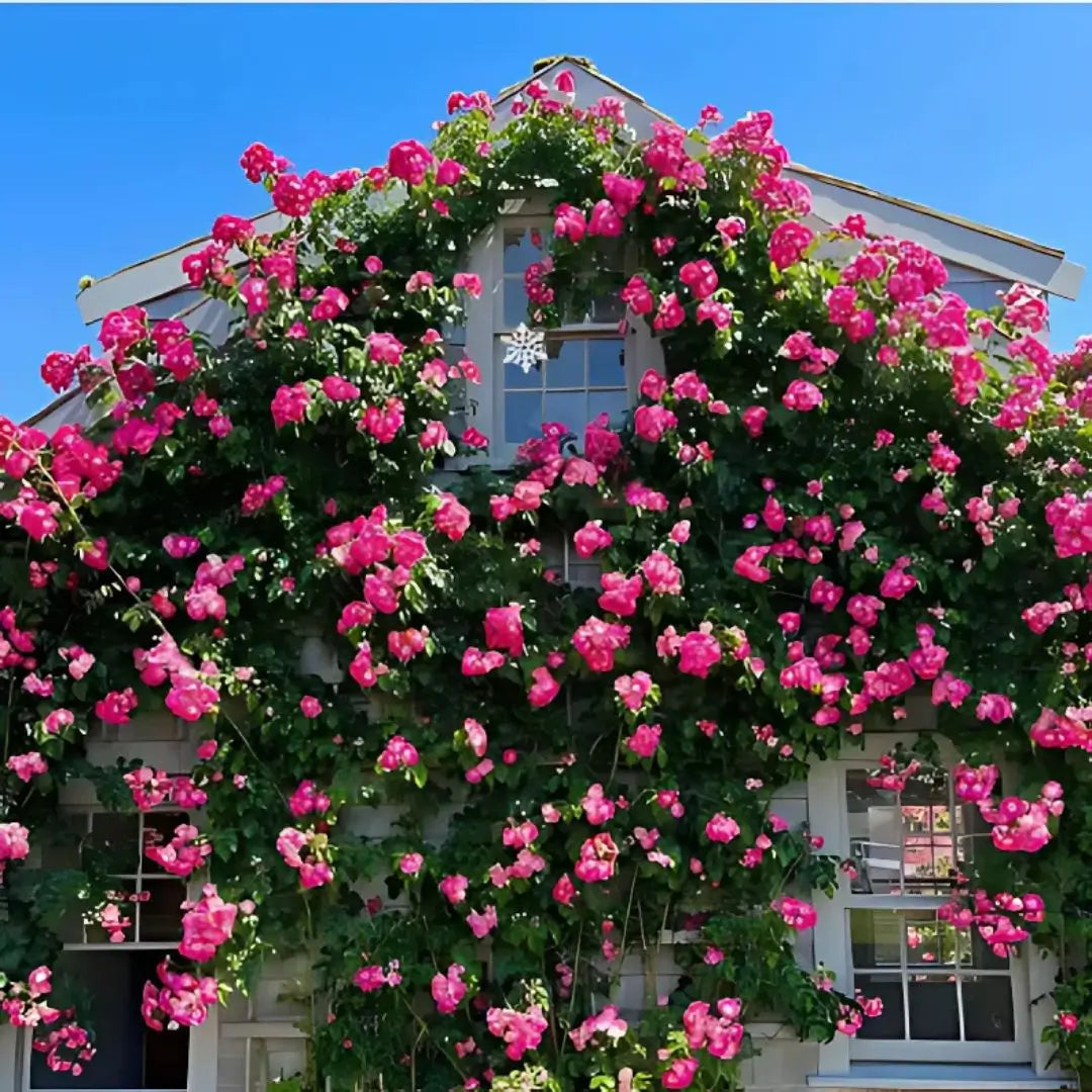 Semillas Rosas Mágicas Trepadoras ✨🌸