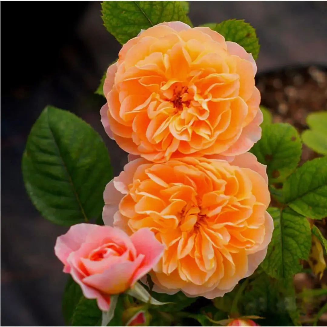 Semillas Rosas Mágicas Trepadoras ✨🌸