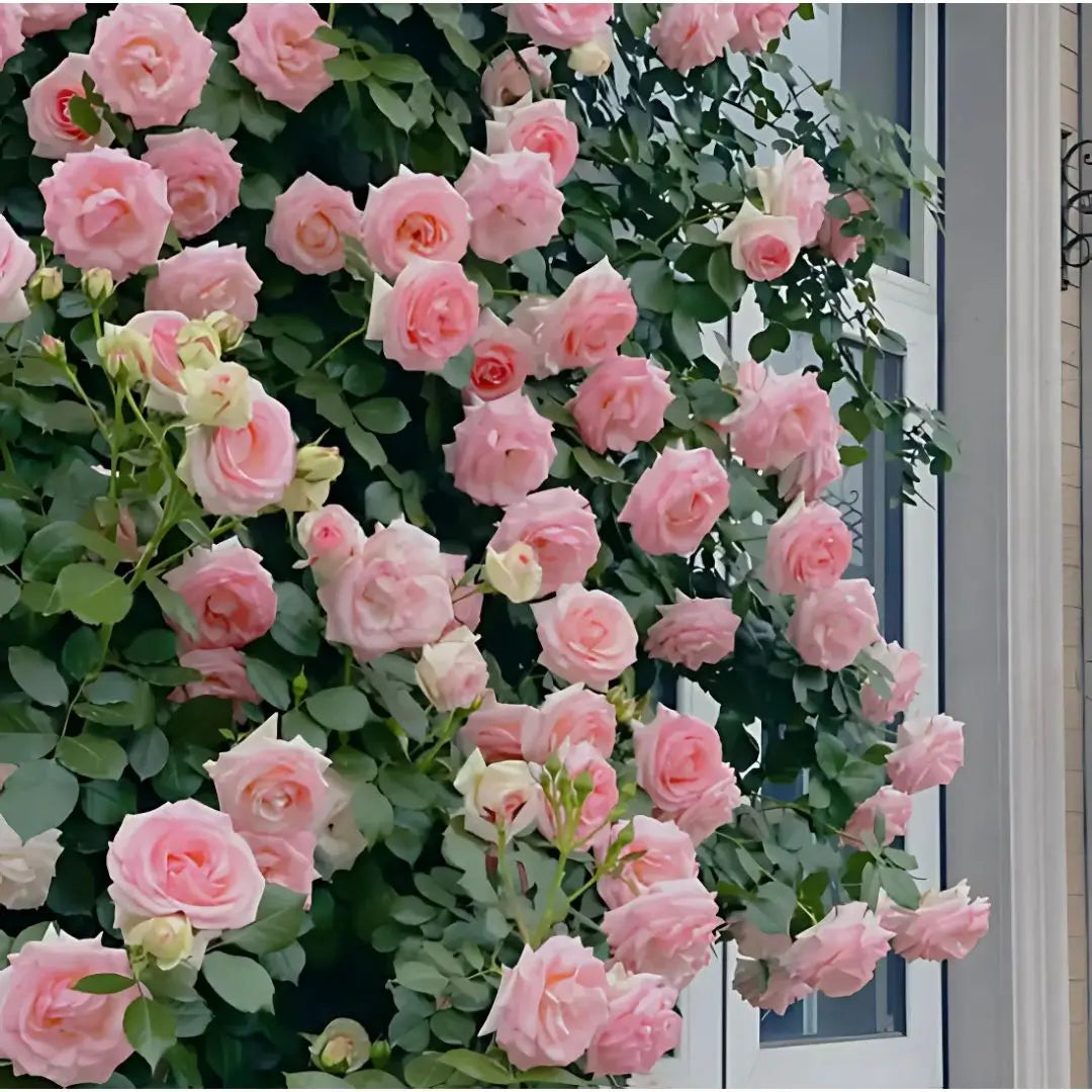 Semillas Rosas Mágicas Trepadoras ✨🌸