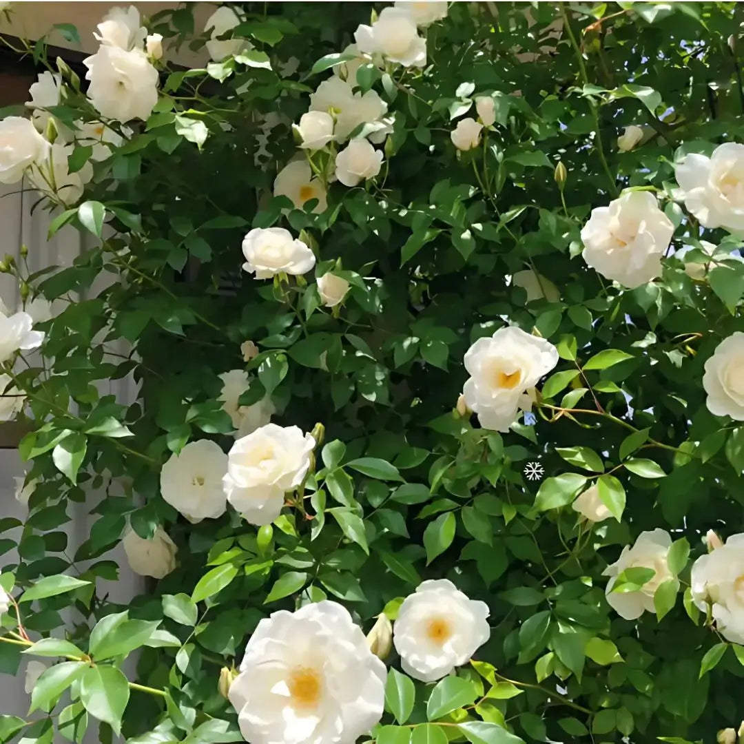 Semillas Rosas Mágicas Trepadoras ✨🌸