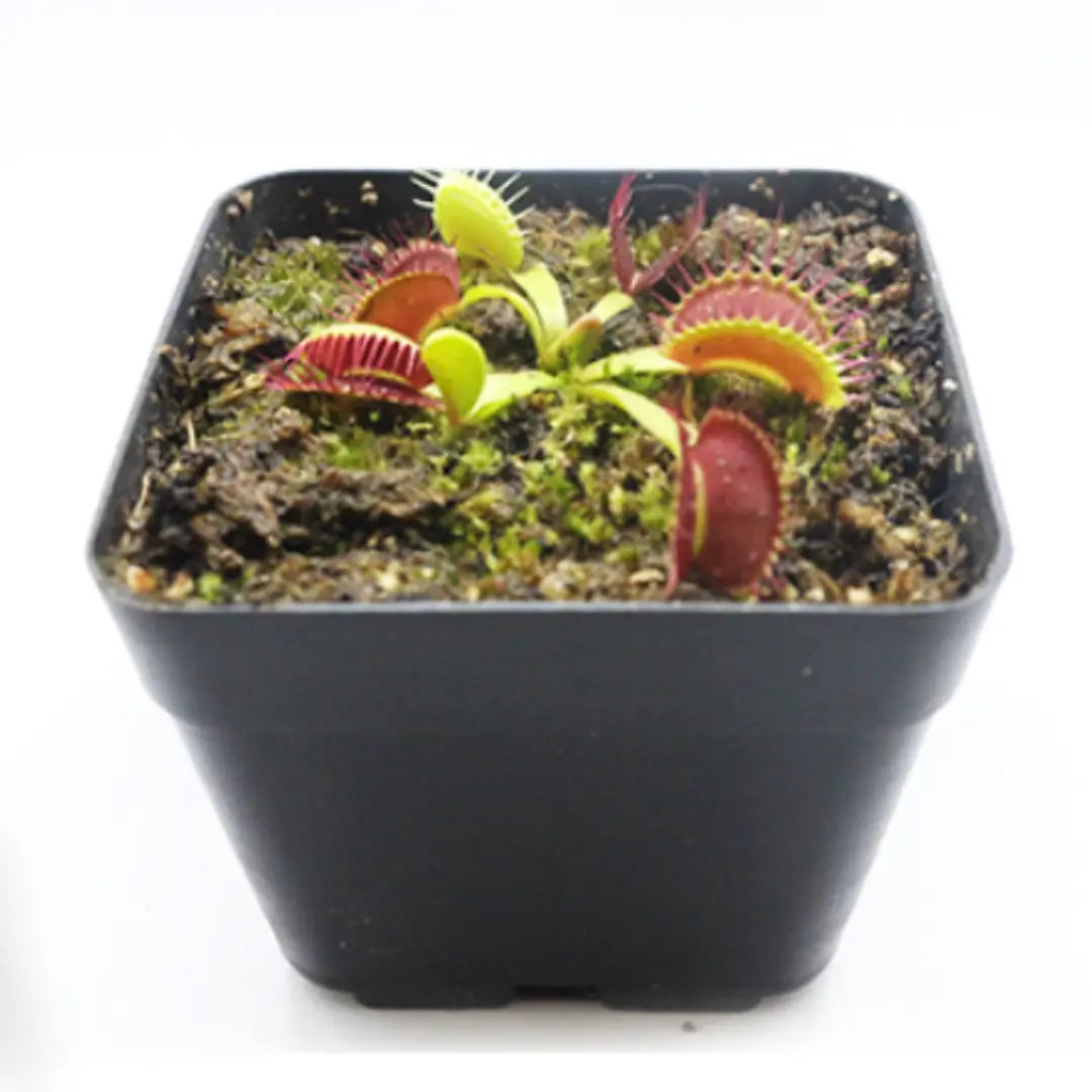 InsectGuard Venus - elimina insectos y decora al mismo tiempo