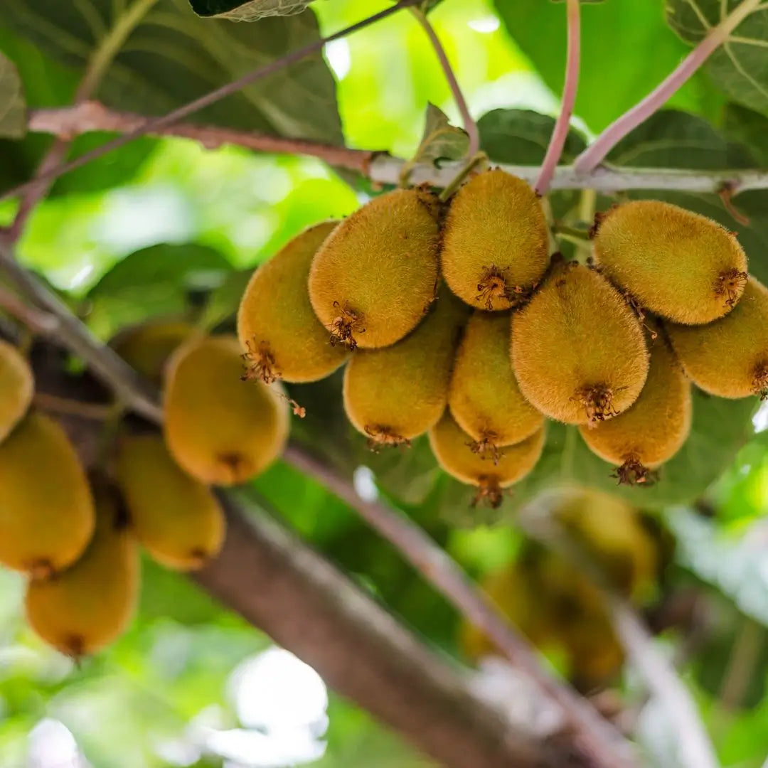 Semillas de Kiwi Prolífico Autopolinizable – Siembra Fácil