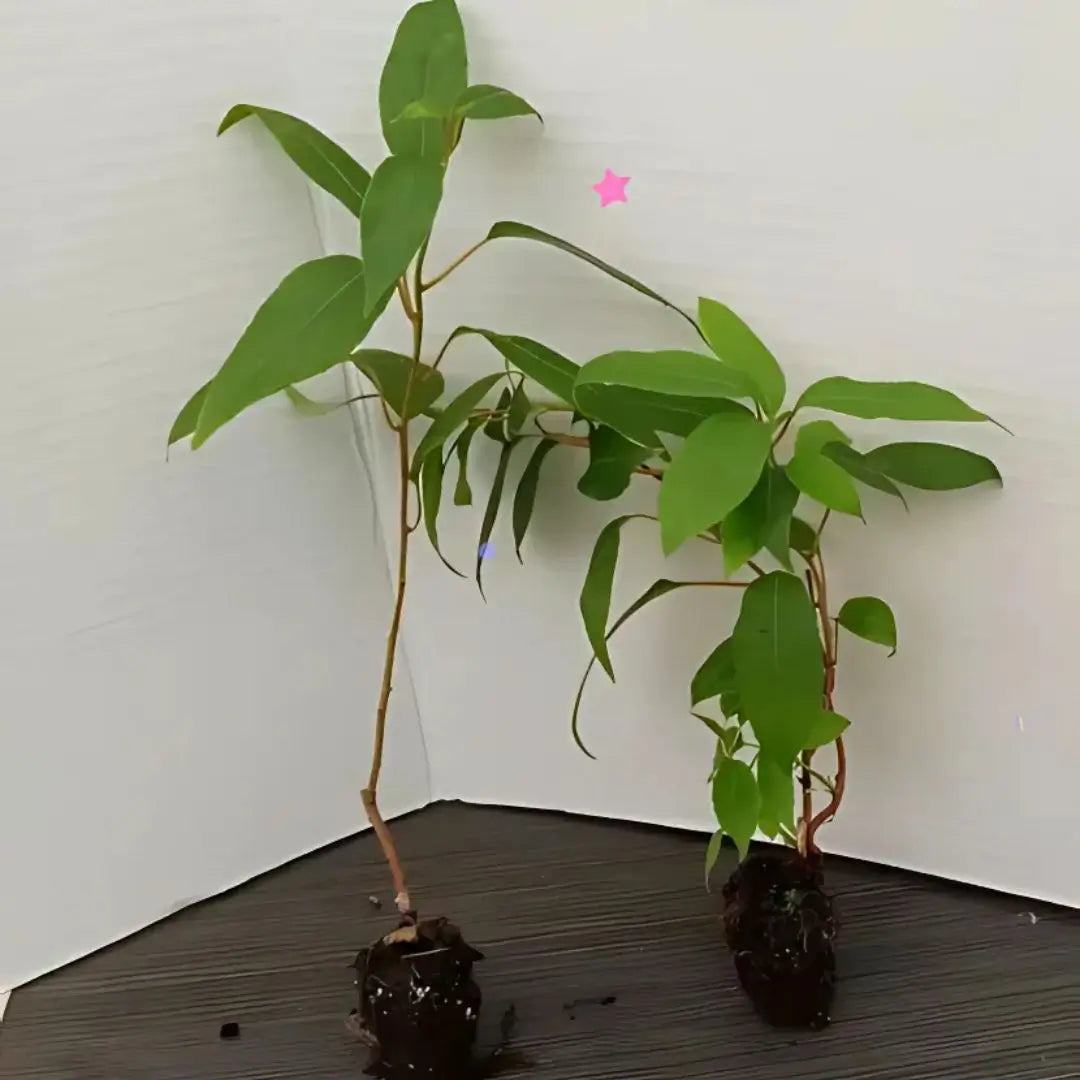 Semillas de Kiwi Prolífico Autopolinizable – Siembra Fácil