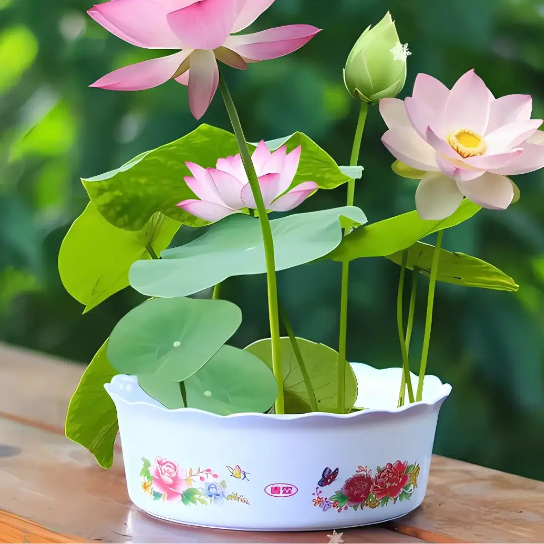 Semillas de Bonsái de Loto – Cultiva y Decora 🌿