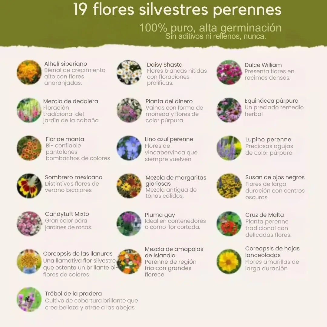 Flores Todo el Año – Semillas Mixtas Perennes