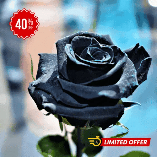 Combo Especial Semillas de Rosa Trepadora + Rosa Negra Exótica