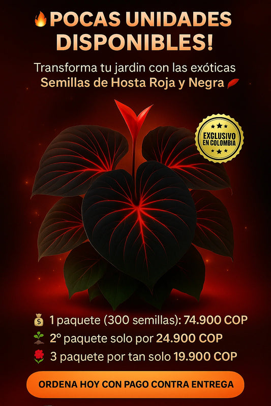 Semillas de Hosta Roja y Negra - PROMO 🤩