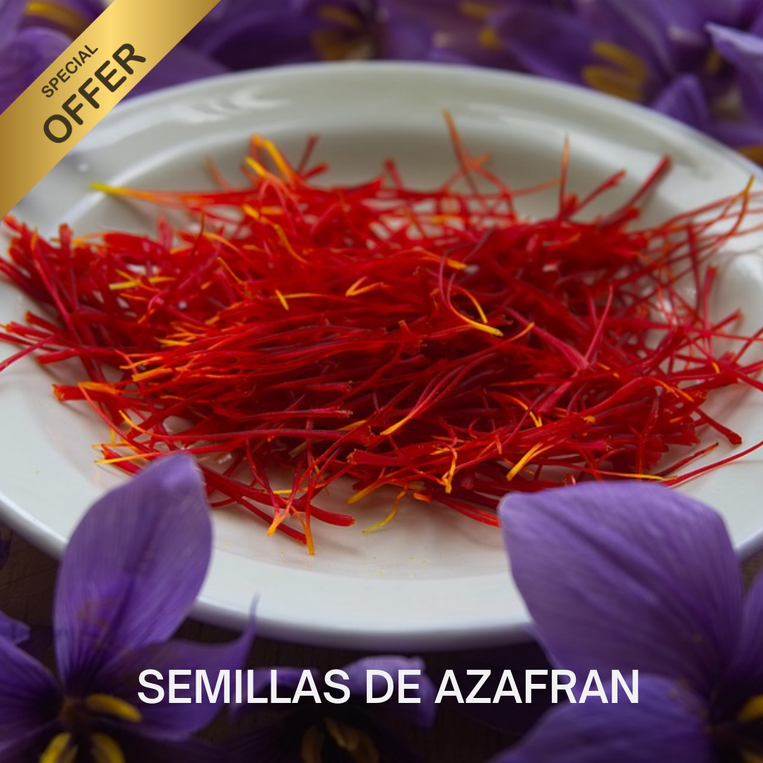 Semillas de Azafrán Doble