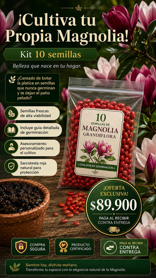 Semillas de Magnolia  Liliiflora