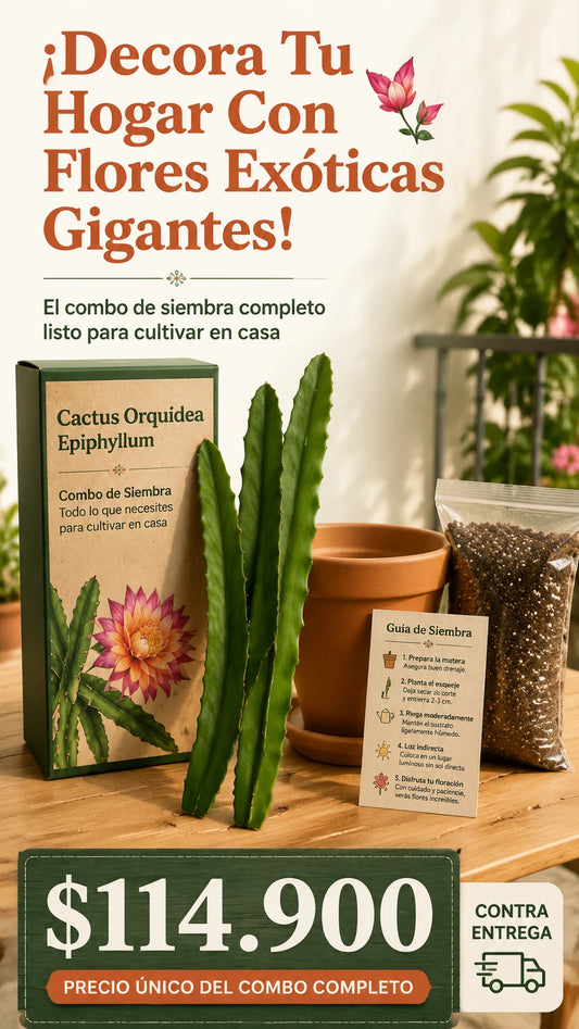 Combo de Siembra de Esqueje de Cacus Orquidea EPIPHYLLUMS