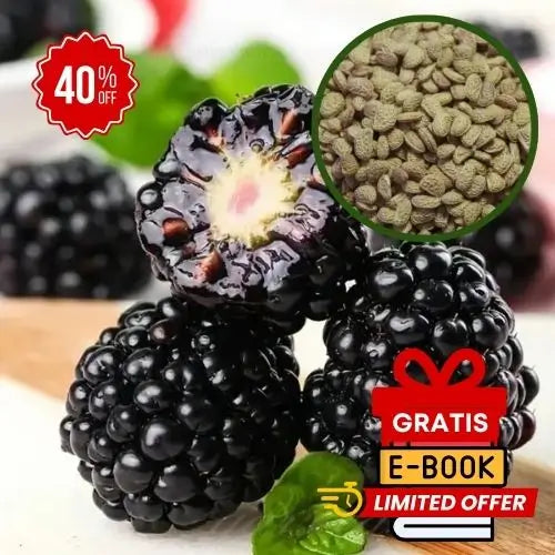 200 Semillas De Moras Orgánicas + Regalo Especial