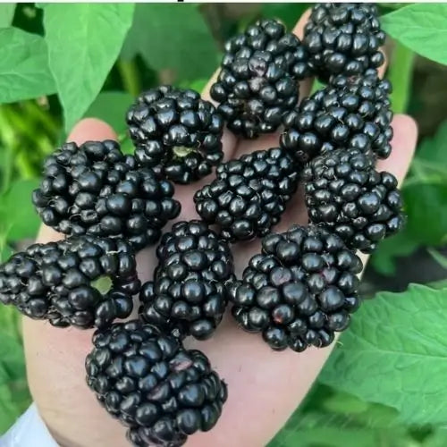 200 Semillas De Moras Orgánicas + Regalo Especial