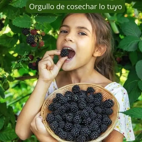 200 Semillas De Moras Orgánicas + Regalo Especial