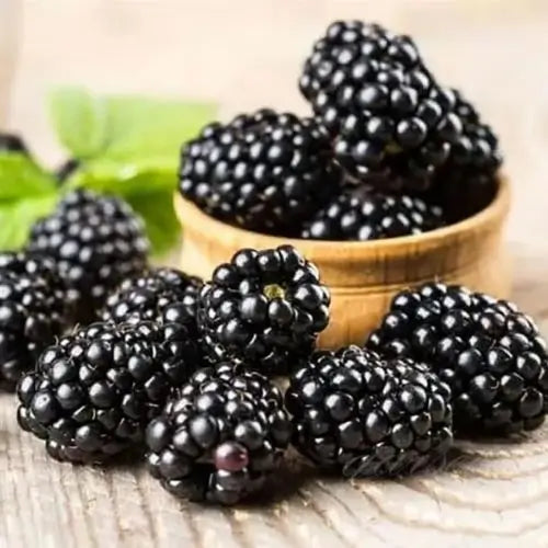 200 Semillas De Moras Orgánicas + Regalo Especial