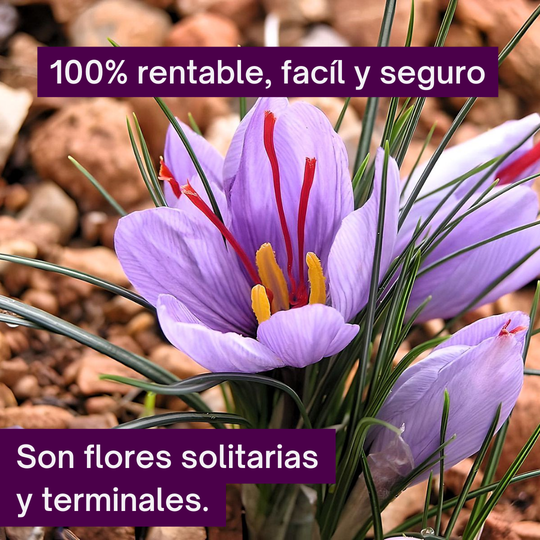 Semillas de Azafrán Doble