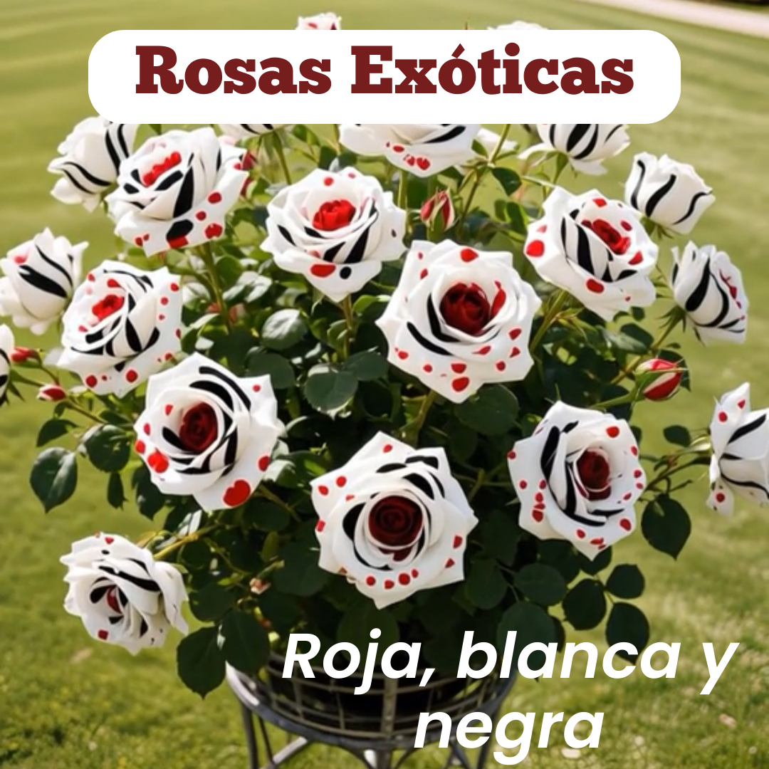 Semillas Rosa Exótica Roja, Blanca y Negra