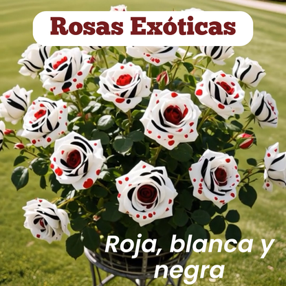 Semillas Rosa Exótica Roja, Blanca y Negra