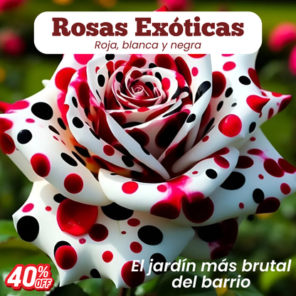 Semillas Rosa Exótica Roja, Blanca y Negra