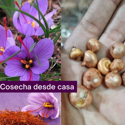 Semillas de Azafrán Doble
