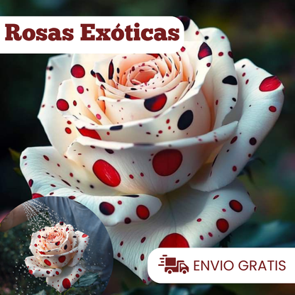 Semillas Rosa Exótica Roja, Blanca y Negra