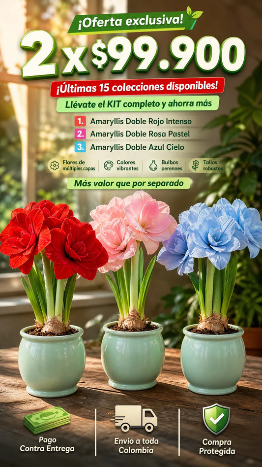 Bulbos de Tulipan 2x1