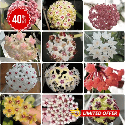 Ball Orchid Falling Stars Seeds - Orquídea Bola Estrellas de Balcón