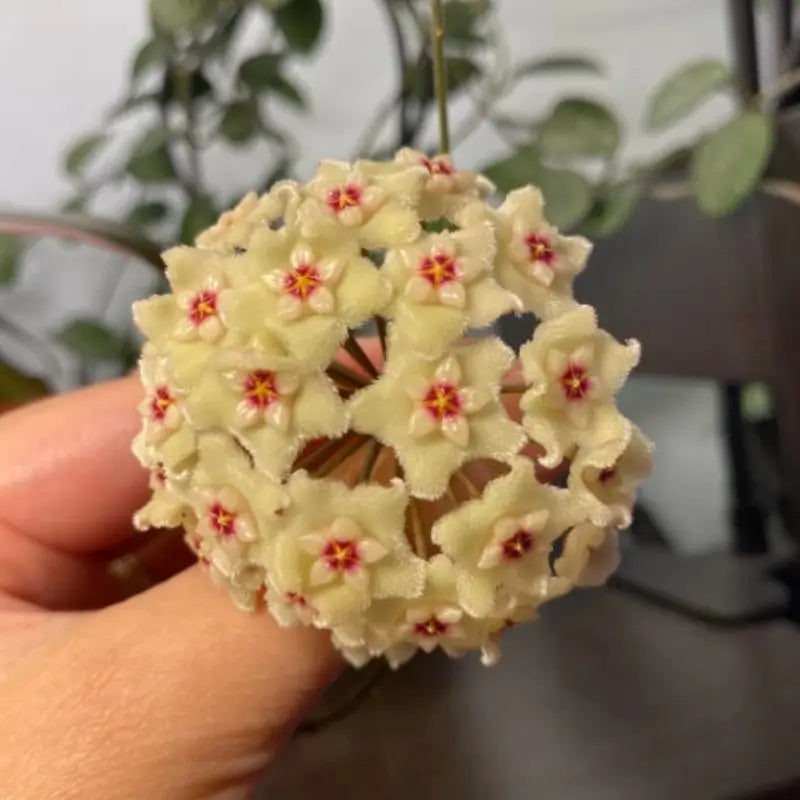 Ball Orchid Falling Stars Seeds - Orquídea Bola Estrellas de Balcón