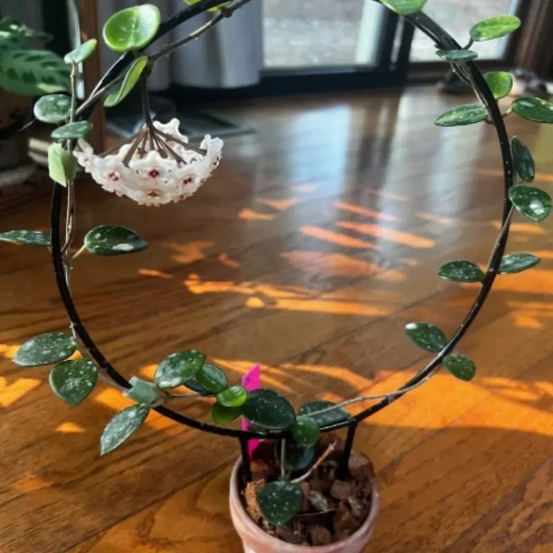 Ball Orchid Falling Stars Seeds - Orquídea Bola Estrellas de Balcón