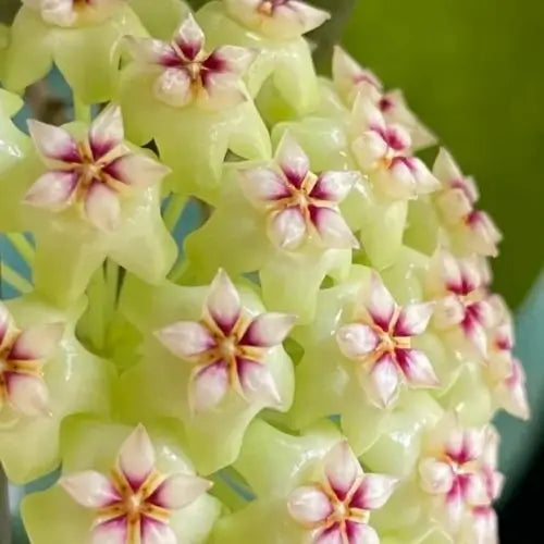 Ball Orchid Falling Stars Seeds - Orquídea Bola Estrellas de Balcón