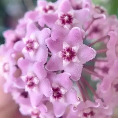 Ball Orchid Falling Stars Seeds - Orquídea Bola Estrellas de Balcón