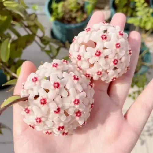 Ball Orchid Falling Stars Seeds - Orquídea Bola Estrellas de Balcón