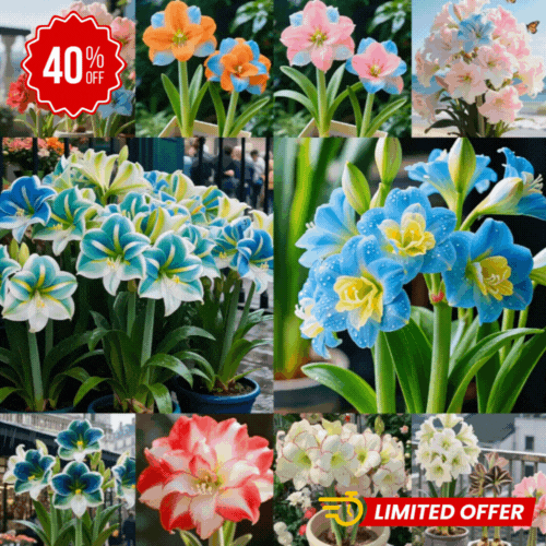 Bulbos de Tulipanes Perfumados De Doble Pétalo