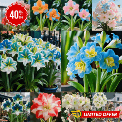 Bulbos de Tulipanes Perfumados De Doble Pétalo