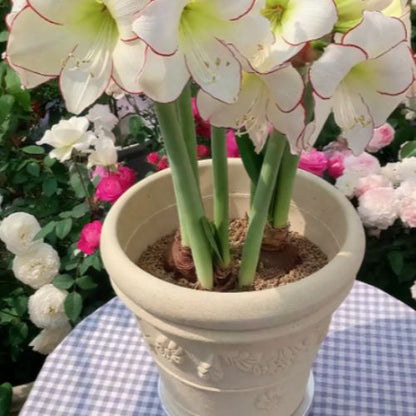 Bulbos de Tulipanes Perfumados De Doble Pétalo