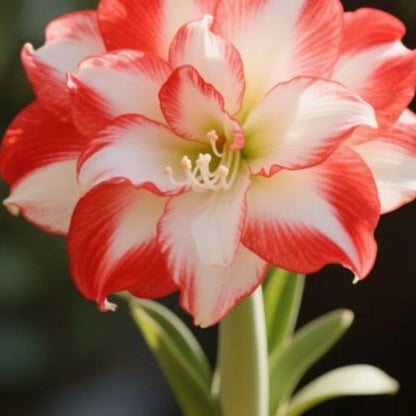 Bulbos de Tulipanes Perfumados De Doble Pétalo