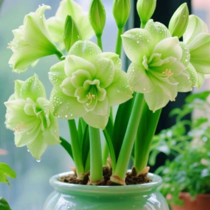 Bulbos de Tulipanes Perfumados De Doble Pétalo