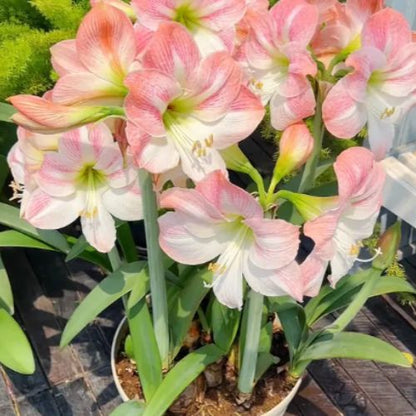 Bulbos de Tulipanes Perfumados De Doble Pétalo