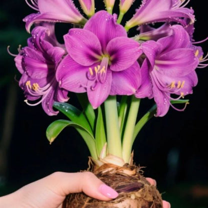 Bulbos de Tulipanes Perfumados De Doble Pétalo